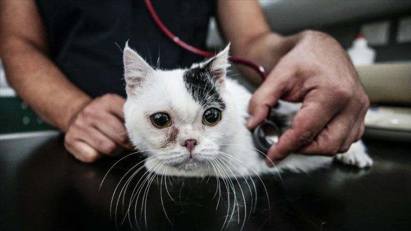 Bakımı kolay olan sevimli evcil hayvanlar