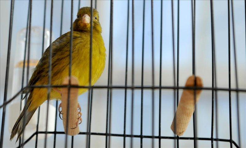 Bakımı kolay olan sevimli evcil hayvanlar