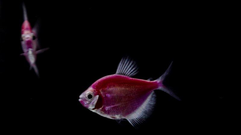 Bakımı kolay olan sevimli evcil hayvanlar