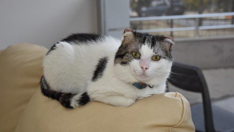 Bakımı kolay olan sevimli evcil hayvanlar