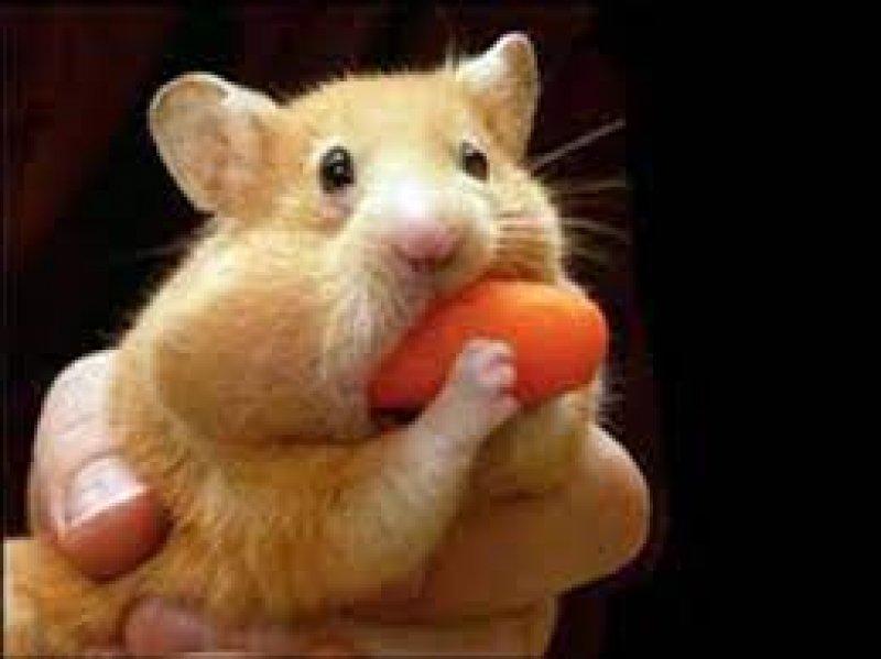 Bakımı kolay olan sevimli evcil hayvanlar