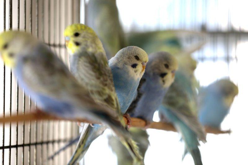 Bakımı kolay olan sevimli evcil hayvanlar