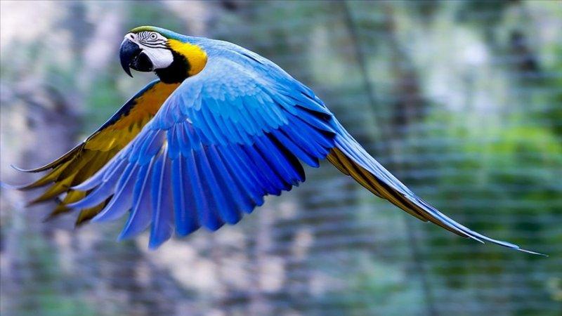 Bakımı kolay olan sevimli evcil hayvanlar