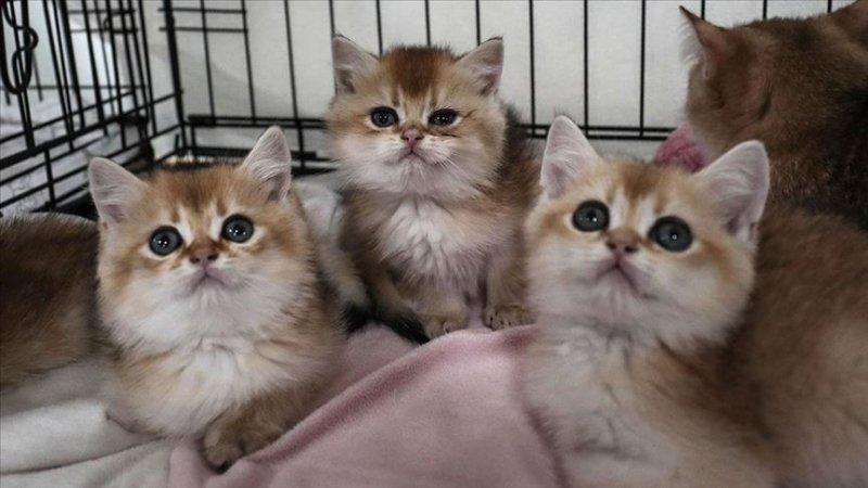 Bakımı kolay olan sevimli evcil hayvanlar