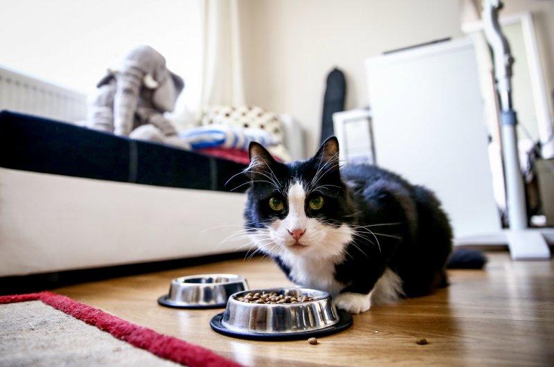 Bakımı kolay olan sevimli evcil hayvanlar