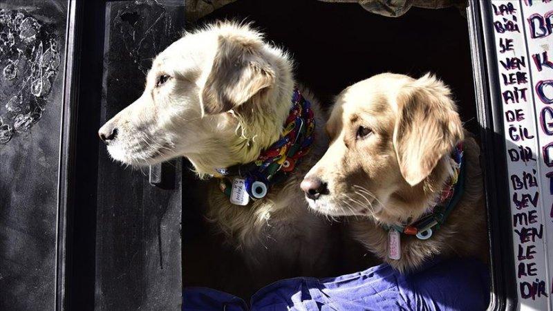 Bakımı kolay olan sevimli evcil hayvanlar