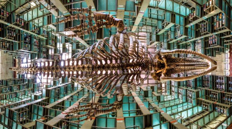 Dünyanın en önemli görkemli kütüphaneleri