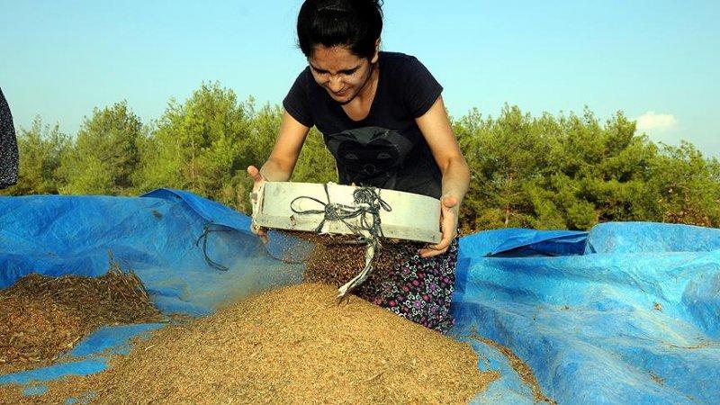 İllerin üretimiyle meşhur tarım ürünleri