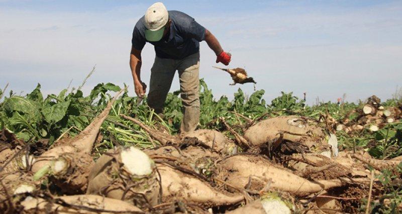 İllerin üretimiyle meşhur tarım ürünleri