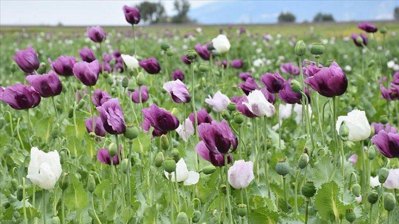 İllerin üretimiyle meşhur tarım ürünleri