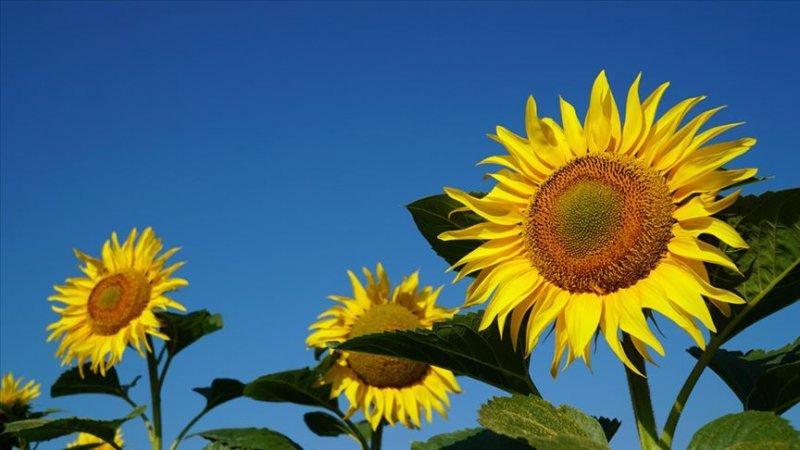 İllerin üretimiyle meşhur tarım ürünleri