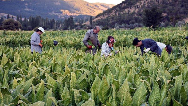 İllerin üretimiyle meşhur tarım ürünleri