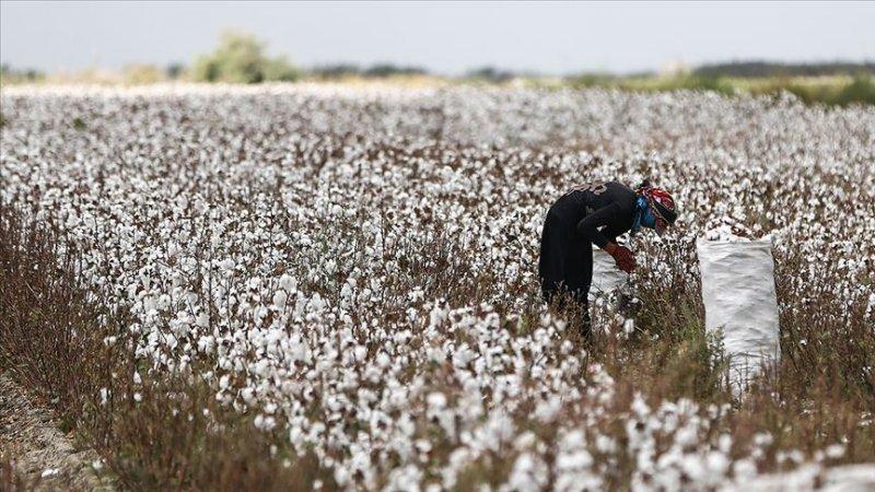 İllerin üretimiyle meşhur tarım ürünleri