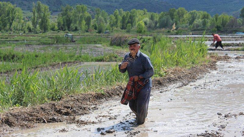 İllerin üretimiyle meşhur tarım ürünleri