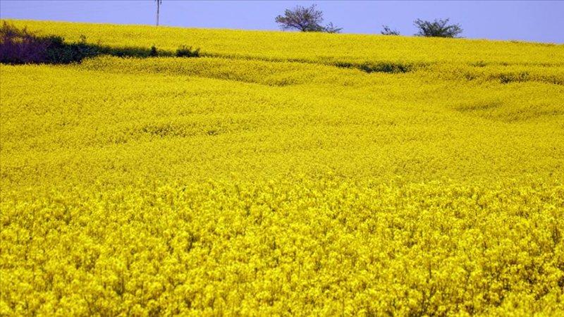 İllerin üretimiyle meşhur tarım ürünleri