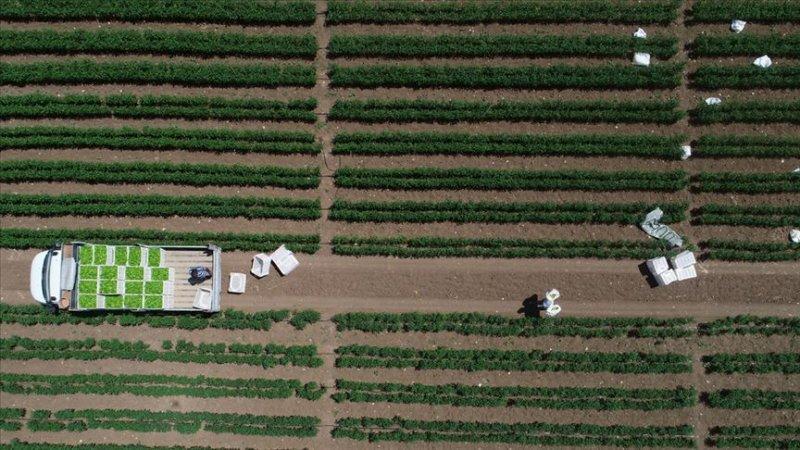 İllerin üretimiyle meşhur tarım ürünleri