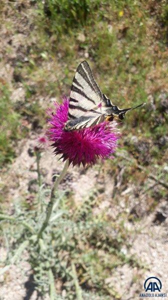 Kazdağları doğal güzelliğiyle görenleri büyülüyor