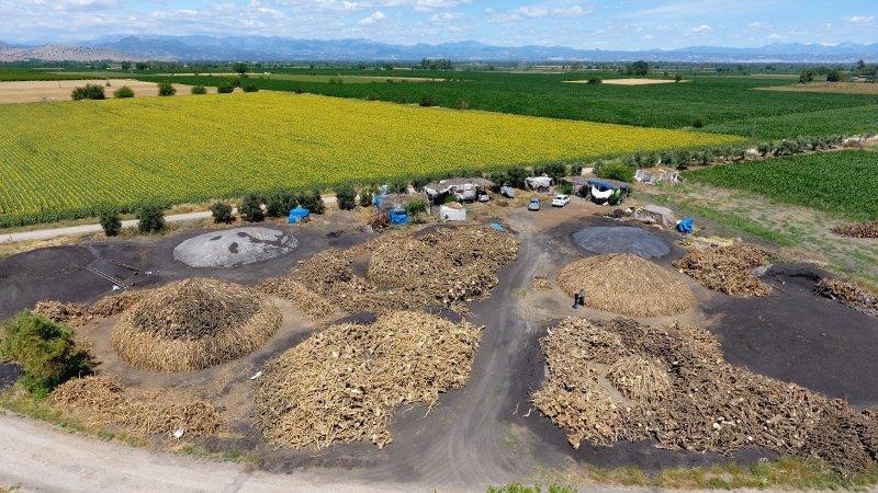 Portakal ağaçlarının kömür yolculuğu