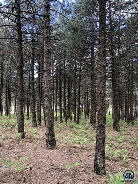 Kazdağları doğal güzelliğiyle görenleri büyülüyor