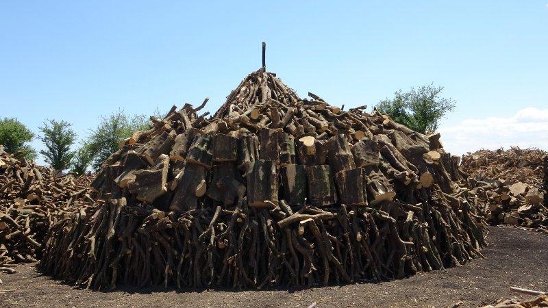 Portakal ağaçlarının kömür yolculuğu