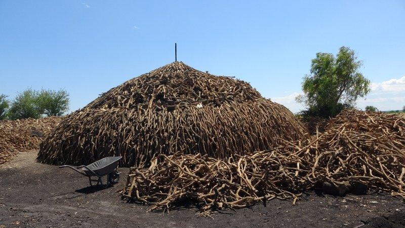 Portakal ağaçlarının kömür yolculuğu