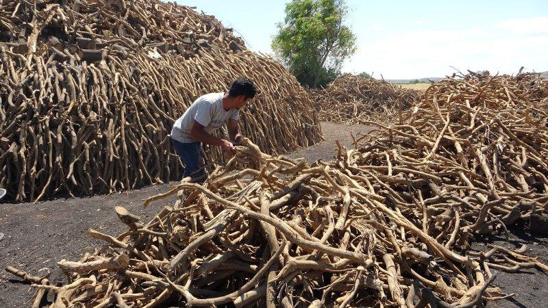 Portakal ağaçlarının kömür yolculuğu