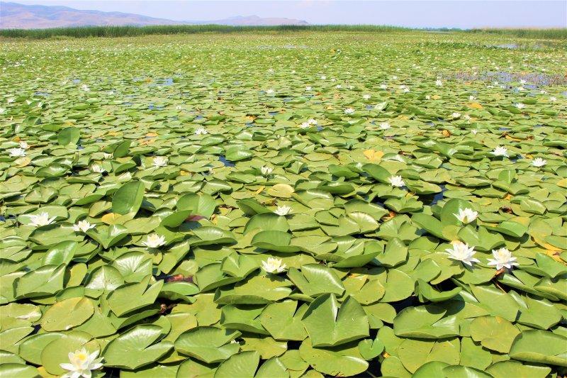 Çivril Işıklı Gölü'nde nilüfer şöleni