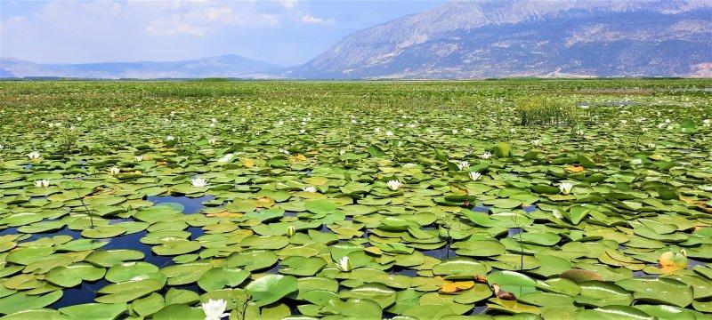 Çivril Işıklı Gölü'nde nilüfer şöleni