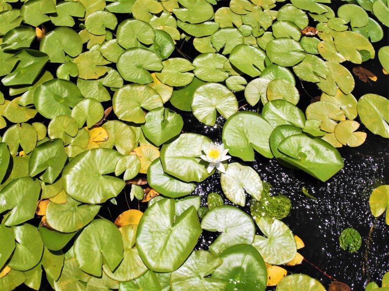 Çivril Işıklı Gölü'nde nilüfer şöleni