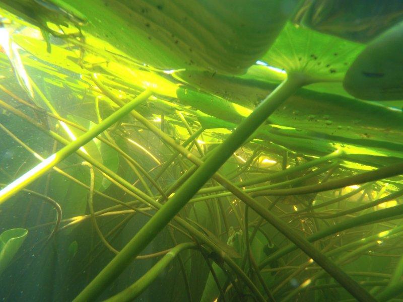 Çivril Işıklı Gölü'nde nilüfer şöleni