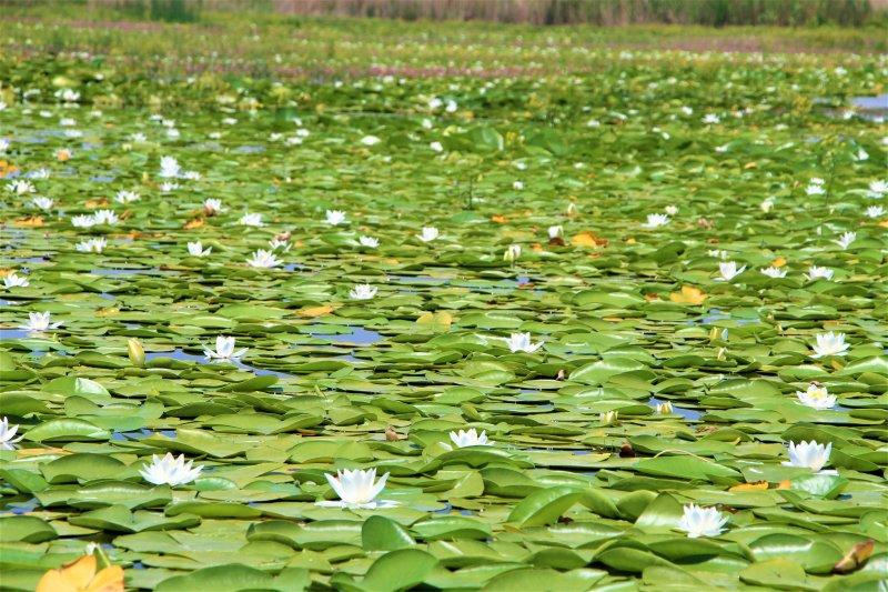 Çivril Işıklı Gölü'nde nilüfer şöleni