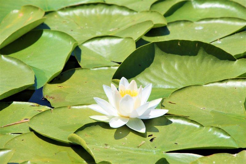 Çivril Işıklı Gölü'nde nilüfer şöleni