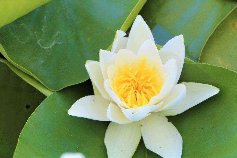 Çivril Işıklı Gölü'nde nilüfer şöleni