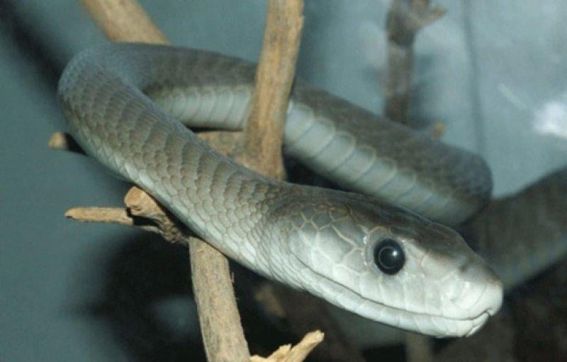 Dünyanın en tehlikeli hayvanları