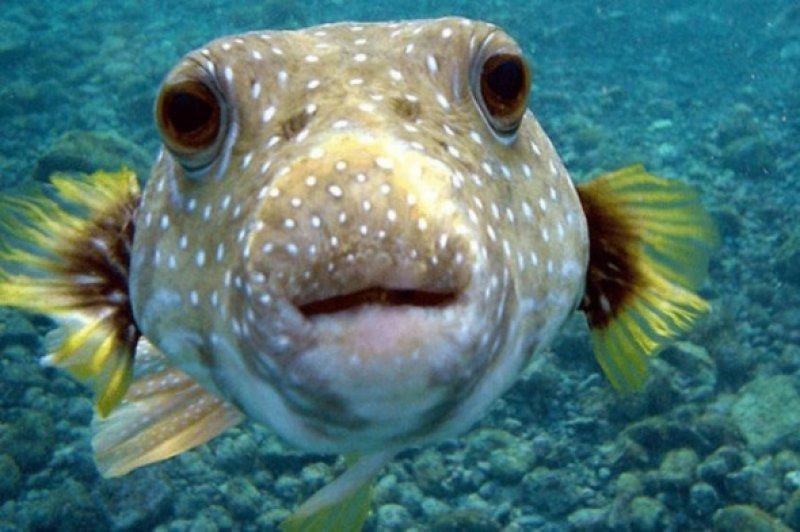 Dünyanın en tehlikeli hayvanları