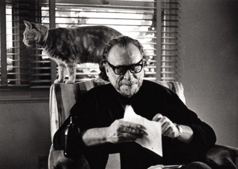 Yazarların kedileri