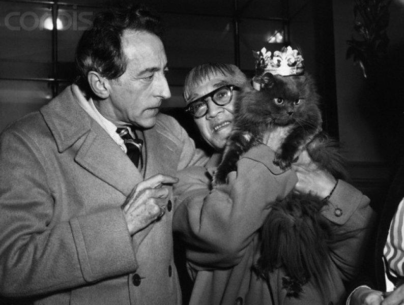 Yazarların kedileri