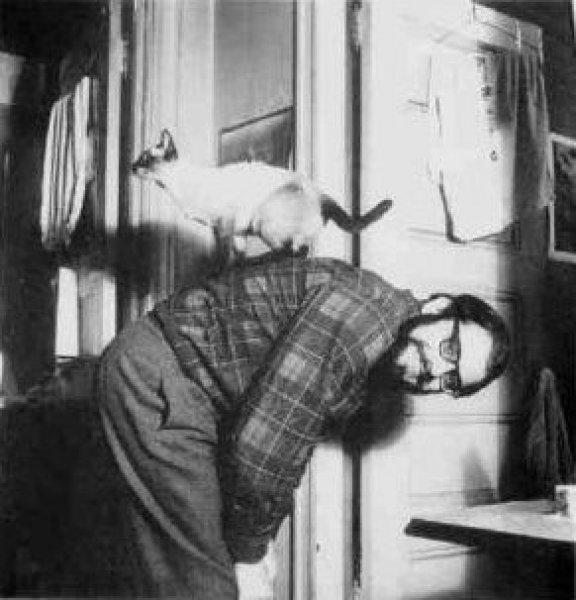 Yazarların kedileri