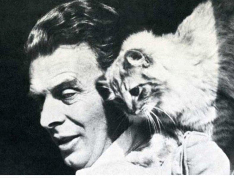 Yazarların kedileri