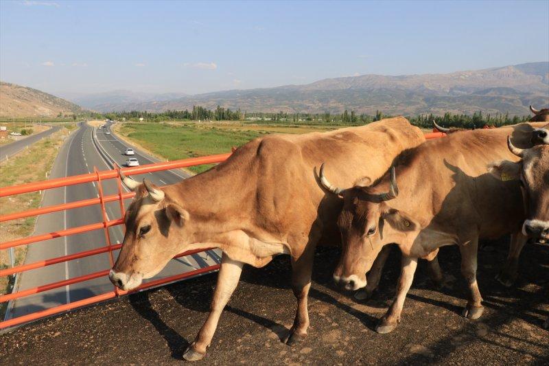 Erzincan'da Ekolojik Üst Geçit, güvenli geçiş rotası oldu