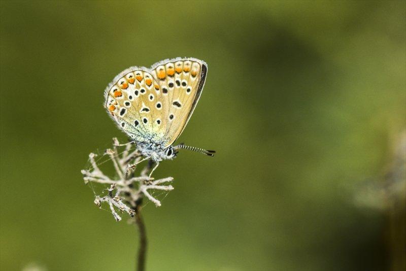 Van Gölü havzası, 230 kelebek türünü ağırlıyor