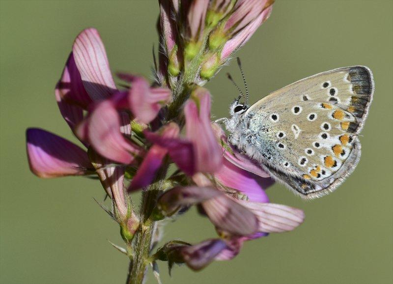 Van Gölü havzası, 230 kelebek türünü ağırlıyor