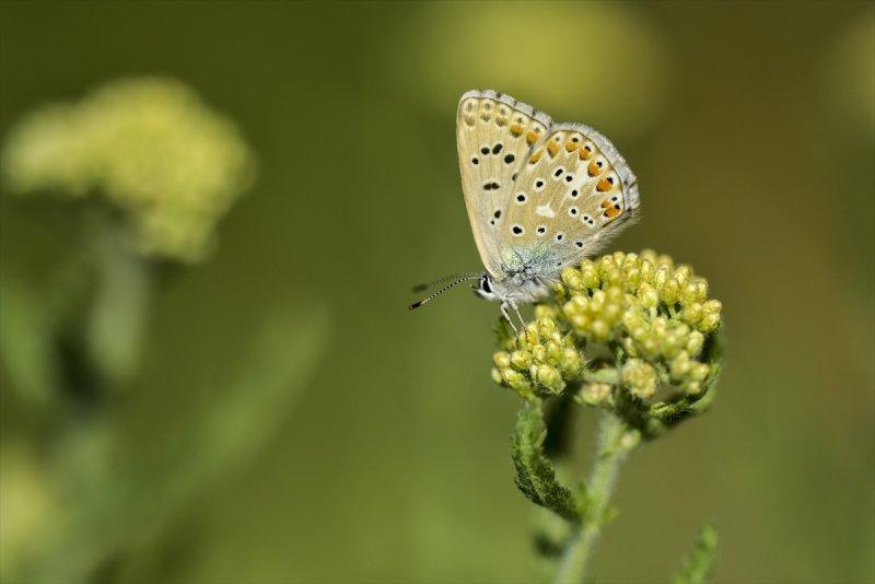 Van Gölü havzası, 230 kelebek türünü ağırlıyor