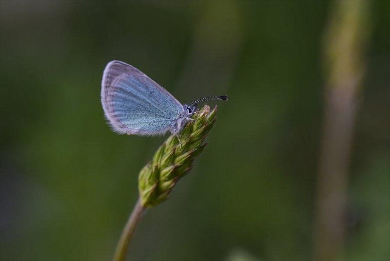 Van Gölü havzası, 230 kelebek türünü ağırlıyor