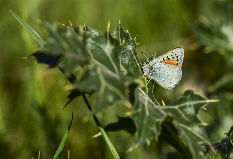Van Gölü havzası, 230 kelebek türünü ağırlıyor
