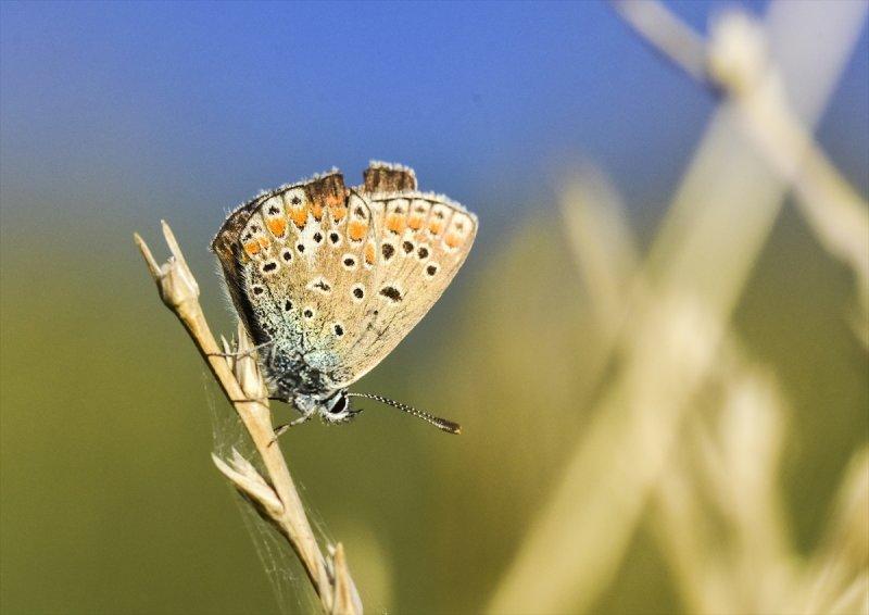Van Gölü havzası, 230 kelebek türünü ağırlıyor