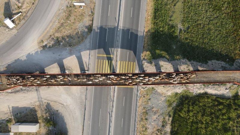 Erzincan'da Ekolojik Üst Geçit, güvenli geçiş rotası oldu