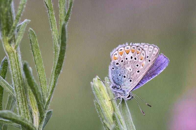 Van Gölü havzası, 230 kelebek türünü ağırlıyor