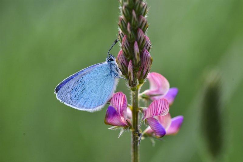 Van Gölü havzası, 230 kelebek türünü ağırlıyor