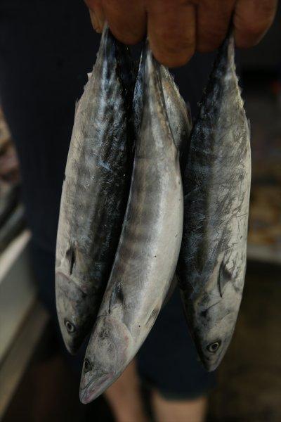 Balıklar, tezgahlardaki yerlerini aldı